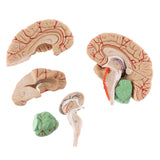 Load image into Gallery viewer, BEAMNOVA Human Brain Model for Teaching Neuroscience with Vessels Life Size Anatomy Model for Learning Science Classroom Study Display Medical Model