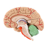 Load image into Gallery viewer, BEAMNOVA Human Brain Model for Teaching Neuroscience with Vessels Life Size Anatomy Model for Learning Science Classroom Study Display Medical Model