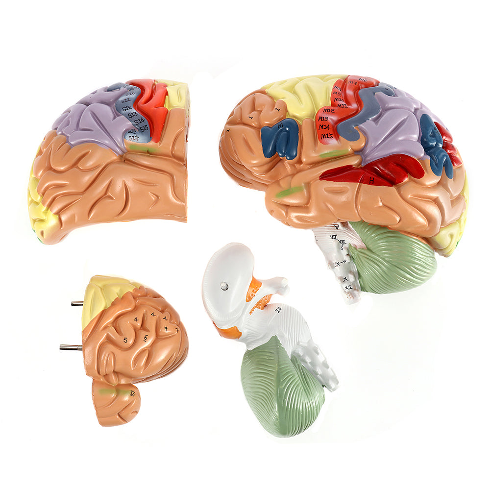 BEAMNOVA Human Brain Model for Neuroscience Teaching with Labels 2 Tim