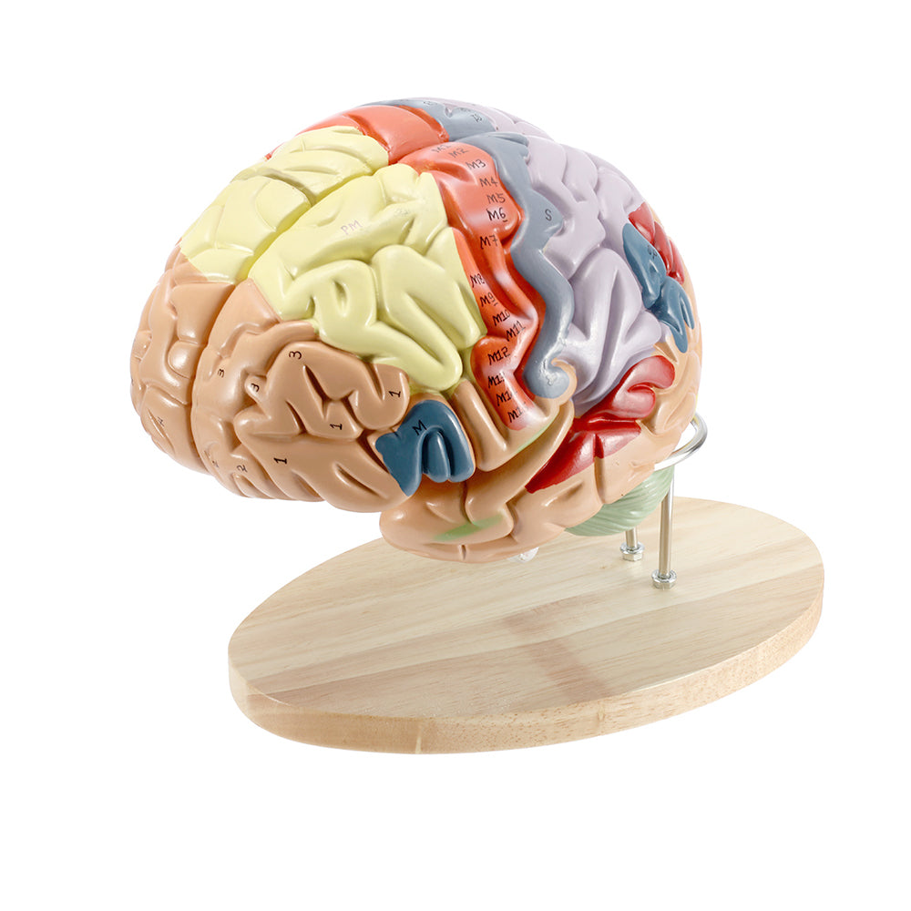 BEAMNOVA Human Brain Model for Neuroscience Teaching with Labels 2 Tim