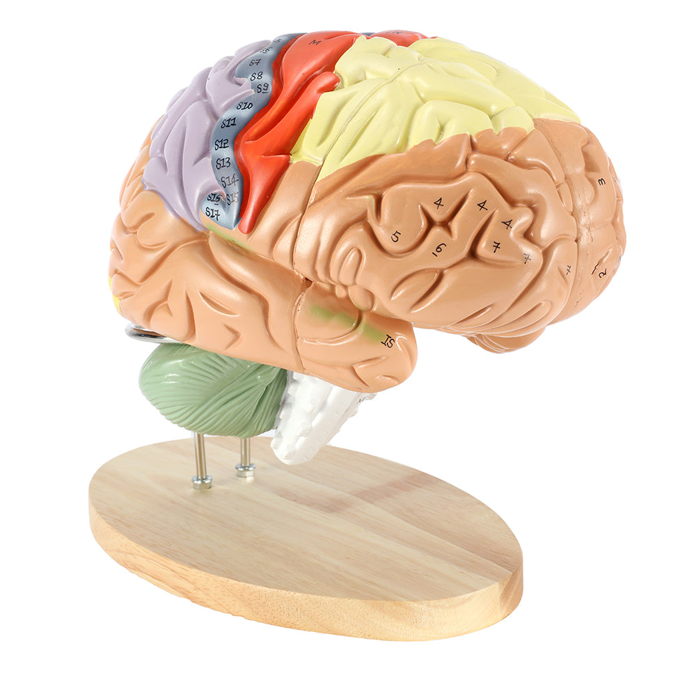  2024 Newest Human Brain Model for Neuroscience Teaching with  Labels 1.5 Times Life Size Anatomy Model for Learning Science Classroom  Study Display Medical Model,9 Colors to Identify Brain Functions : Toys
